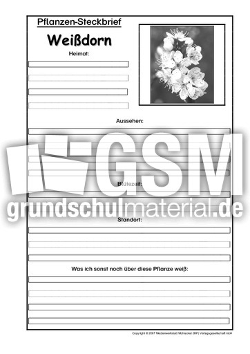 Pflanzensteckbrief-Weißdorn-Sw.pdf